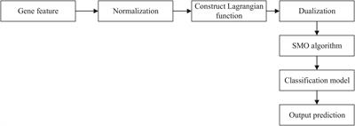 Genetic Mechanism Revealed of Age-Related Macular Degeneration Based on Fusion of Statistics and Machine Learning Method